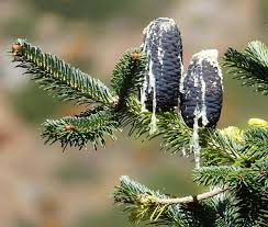 Attēlu rezultāti vaicājumam “Abies”