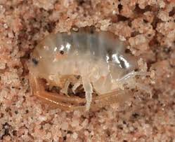 Attēlu rezultāti vaicājumam “Talitrus saltator”