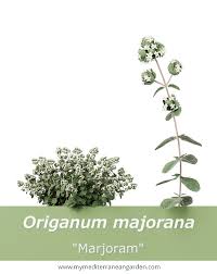 Image result for Origanum majorana