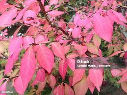 Attēlu rezultāti vaicājumam “Euonymus europaeus leaf”
