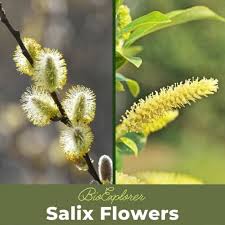 Attēlu rezultāti vaicājumam “Salix fragilis”