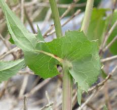 Attēlu rezultāti vaicājumam “Sonchus oleraceus leaf”