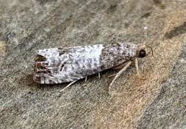 Attēlu rezultāti vaicājumam “Notocelia roborana”