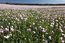Image result for Papaver somniferum