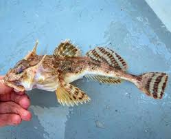 Image result for Myoxocephalus octodecemspinosus