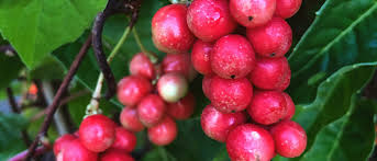 Attēlu rezultāti vaicājumam “Schisandra chinensis”