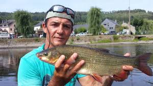 Image result for Chondrostoma nasus