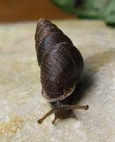 Attēlu rezultāti vaicājumam “Ena montana”