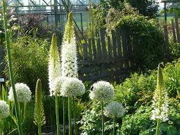 Image result for Steppenkerze