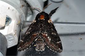 Attēlu rezultāti vaicājumam “Notodonta dromedarius”