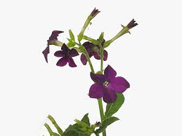 Image result for Nicotiana x sanderae
