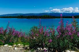 Image result for Leek Park B C