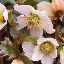 Attēlu rezultāti vaicājumam “Helleborus niger”
