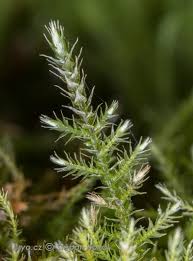 Attēlu rezultāti vaicājumam “Hygroamblystegium varium”