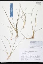 Attēlu rezultāti vaicājumam “Isoetaceae”