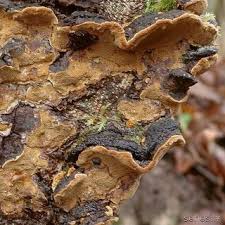 Attēlu rezultāti vaicājumam “Phellinus laevigatus”
