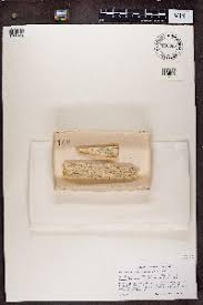 Attēlu rezultāti vaicājumam “Microcalicium disseminatum”