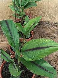 Attēlu rezultāti vaicājumam “Badhamia bethelii stalked”