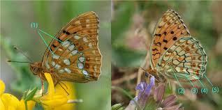 Attēlu rezultāti vaicājumam “Argynnis adippe female”