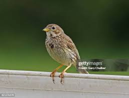 Image result for Emberiza calandra