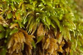 Attēlu rezultāti vaicājumam “Gyroweisia tenuis”