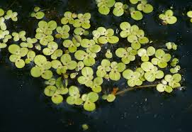 Attēlu rezultāti vaicājumam “Spirodela polyrhiza”