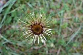 Attēlu rezultāti vaicājumam “Carlina vulgaris”