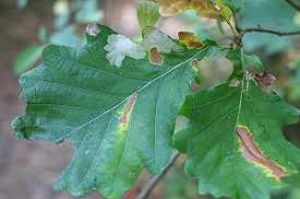 Attēlu rezultāti vaicājumam “Tischeria ekebladella”