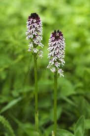 Attēlu rezultāti vaicājumam “Orchis ustulata”