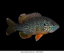 Image result for Lepomis cyanellus