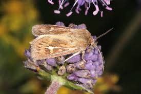 Attēlu rezultāti vaicājumam “Cerapteryx graminis”