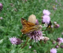 Attēlu rezultāti vaicājumam “Ochlodes sylvanus underside”