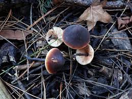 Attēlu rezultāti vaicājumam “Microbotryum tragopogonis - pratensis”