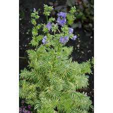 Attēlu rezultāti vaicājumam “Polemonium caeruleum bud”
