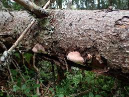 Attēlu rezultāti vaicājumam “Leptoporus mollis”