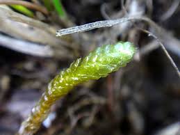 Attēlu rezultāti vaicājumam “Pseudocalliergon turgescens”