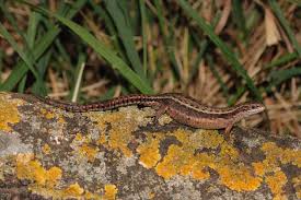 Attēlu rezultāti vaicājumam “Lacerta vivipara female”