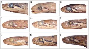 Attēlu rezultāti vaicājumam “Badhamia bethelii stalked”