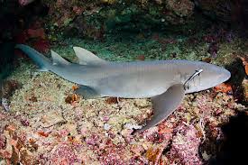 Image result for Nebrius ferrugineus