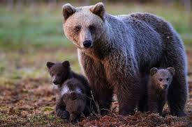 Attēlu rezultāti vaicājumam “Ursus arctos”