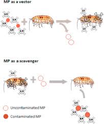 Attēlu rezultāti vaicājumam “Talitrus saltator”
