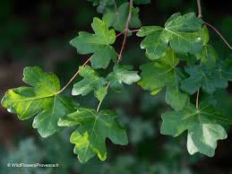 Attēlu rezultāti vaicājumam “Acer campestre flower”