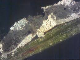 Attēlu rezultāti vaicājumam “Physarum bryomacrocarpum spores”