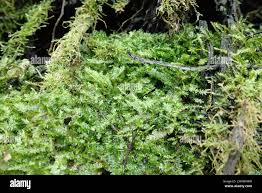 Attēlu rezultāti vaicājumam “Plagiothecium denticulatum”