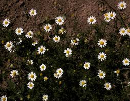 Attēlu rezultāti vaicājumam “Matricaria chamomilla flower”