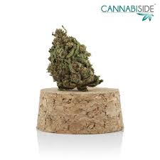 Attēlu rezultāti vaicājumam “Cannabis sativa fruit”