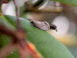 Attēlu rezultāti vaicājumam “Taleporia tubulosa”