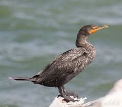 Image result for Phalacrocorax auritus