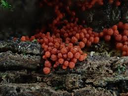 Attēlu rezultāti vaicājumam “Amaurochaete atra young”