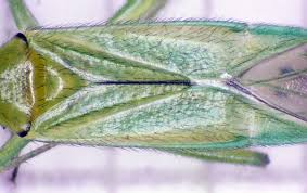 Attēlu rezultāti vaicājumam “Blepharidopterus angulatus”